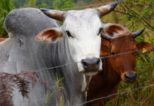 Adapar reforça vacinação contra raiva em 30 cidades do PR 🐄💉