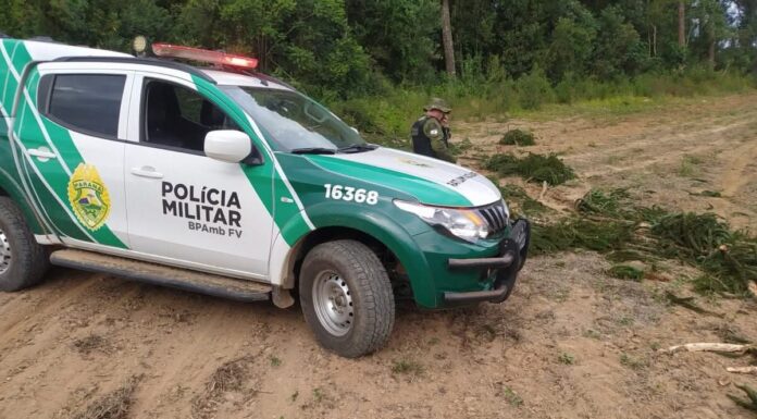 Corte irregular de araucárias reforça alerta ambiental no Paraná