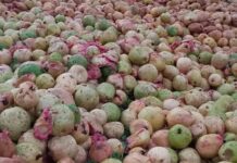 Produtores de goiaba acumulam prejuízos no Sul