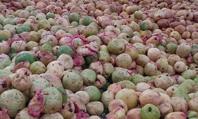 Produtores de goiaba acumulam prejuízos no Sul