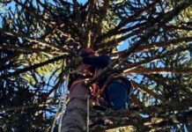 Colheita de pinhão termina em choque elétrico