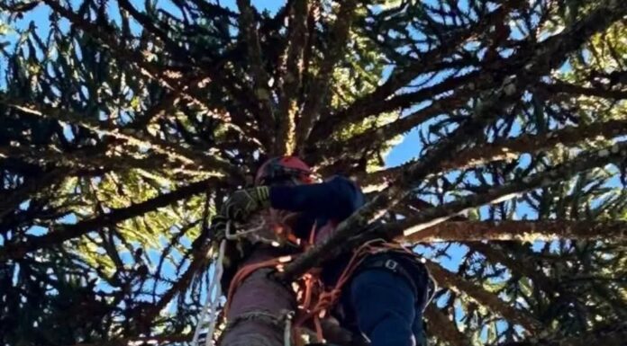 Colheita de pinhão termina em choque elétrico