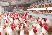 Avicultura e suinocultura impulsionam exportações brasileiras