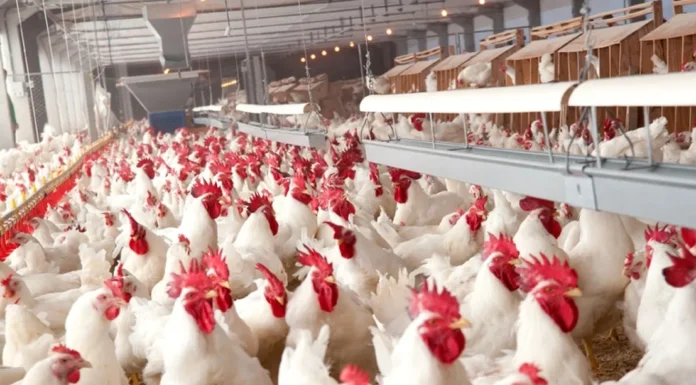 Avicultura e suinocultura impulsionam exportações brasileiras