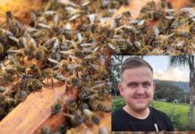 Tragédia no campo: agricultor morre após ataque de abelhas