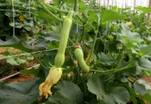 Produção de abobrinha cresce e movimenta milhões