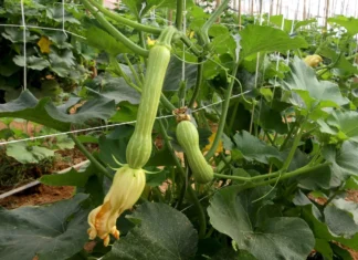 Produção de abobrinha cresce e movimenta milhões