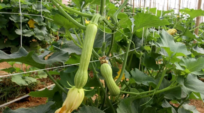 Produção de abobrinha cresce e movimenta milhões