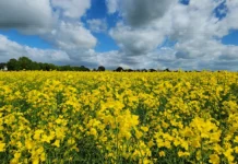 Canola brasileira avança como combustível sustentável na aviação