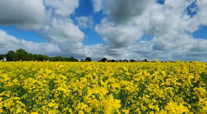Canola brasileira avança como combustível sustentável na aviação