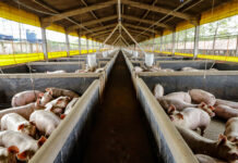 Paraná avança no mercado global de suínos