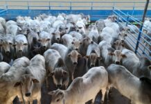 Arroba valorizada favorece poder de compra no campo