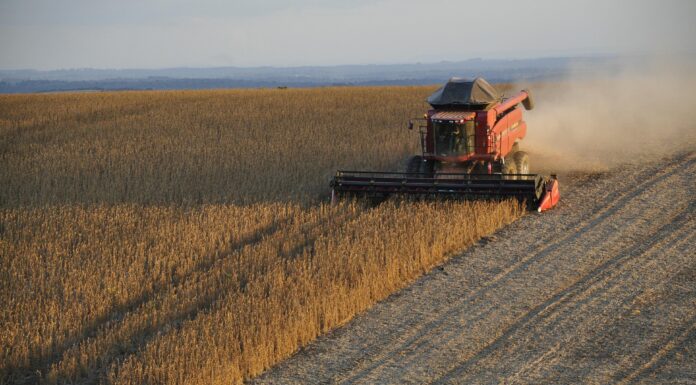 Clima no Sul eleva risco de perdas na soja