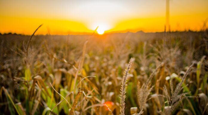 Mudança no clima exige atenção no campo