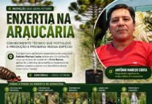 Conhecimento transforma produção de araucária
