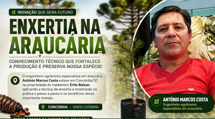 Conhecimento transforma produção de araucária