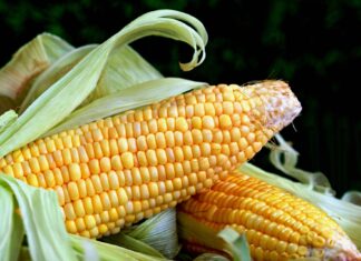 24 de Abril: Dia Internacional do Milho