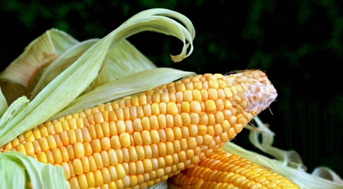 24 de Abril: Dia Internacional do Milho