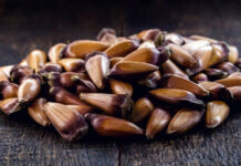 Safra do Pinhão Liberada no Paraná à partir 16/04