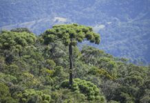 Programa de SP aposta na conservação da araucária