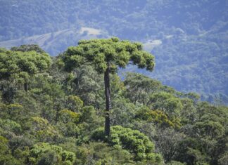 Programa de SP aposta na conservação da araucária