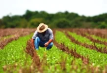 Juros altos e perdas climáticas agravam crise financeira no agro