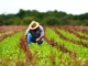 Juros altos e perdas climáticas agravam crise financeira no agro