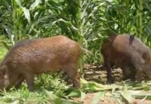 Mistério no MS: morte pode ter sido causada por javali