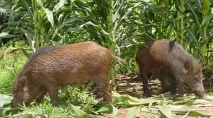 Mistério no MS: morte pode ter sido causada por javali