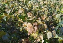 Seca e frio intenso derrubam produção de feijão no Paraná