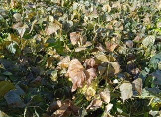 Seca e frio intenso derrubam produção de feijão no Paraná