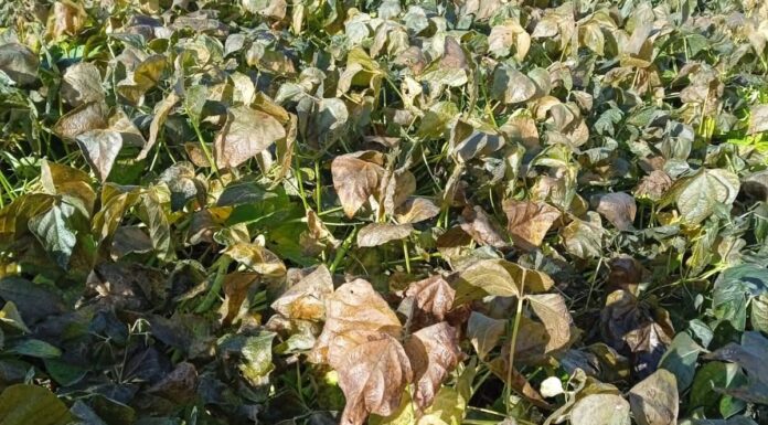 Seca e frio intenso derrubam produção de feijão no Paraná