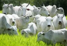 CNA Cobra Ação Urgente no Agro