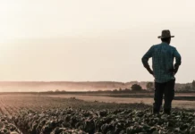 Seguro rural despenca e preocupa produtores do Paraná