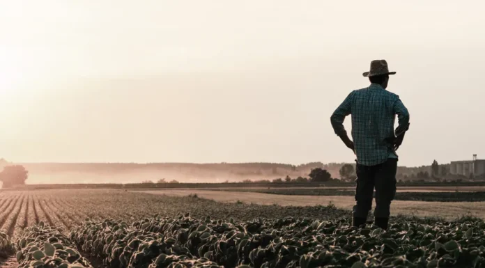 Seguro rural despenca e preocupa produtores do Paraná