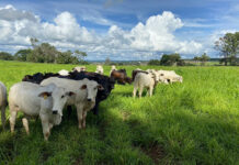 Pesquisa da Embrapa Usa IA para Transformar Manejo Agrícola Sustentável