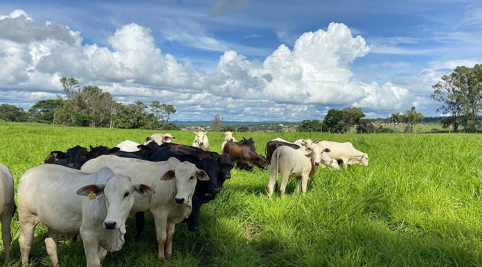 Pesquisa da Embrapa Usa IA para Transformar Manejo Agrícola Sustentável