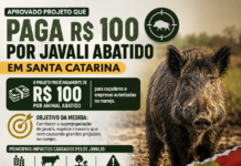 SC aprova projeto que prevê pagamento de R$ 100 por javali abatido no campo