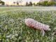 Maio traz frio e risco de geadas no Paraná
