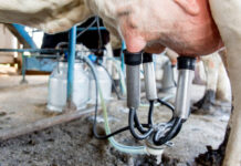 Crise no Leite Aperta Produtor Rural 🐄📉