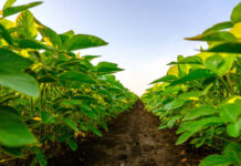 Vazio sanitário da soja começa em junho nos principais estados produtores