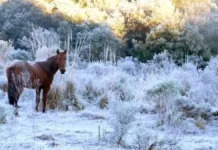 Sul enfrenta primeiros dias de frio intenso em 2026