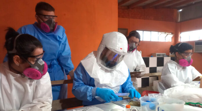 Paraná confirma novos casos de hantavirose