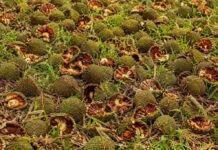 Araucária produz 273 pinhas e impressiona moradores em Catanduvas Sc