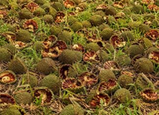 Araucária produz 273 pinhas e impressiona moradores em Catanduvas Sc