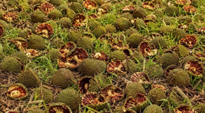 Araucária produz 273 pinhas e impressiona moradores em Catanduvas Sc