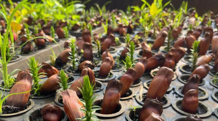 Ação ambiental amplia plantio de araucárias em Francisco Beltrão