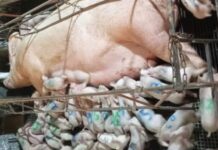 Granja mineira registra nascimento de 46 leitões vivos em um parto
