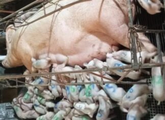 Granja mineira registra nascimento de 46 leitões vivos em um parto