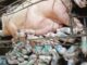 Granja mineira registra nascimento de 46 leitões vivos em um parto